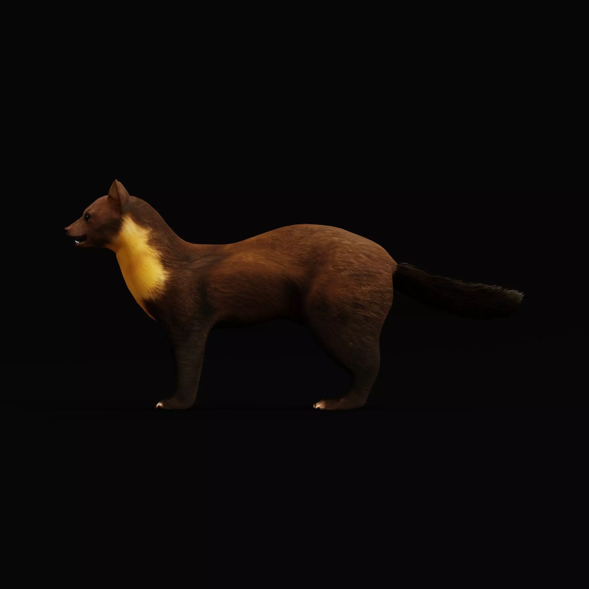 European Pine Marten Low-poly 3D model_10