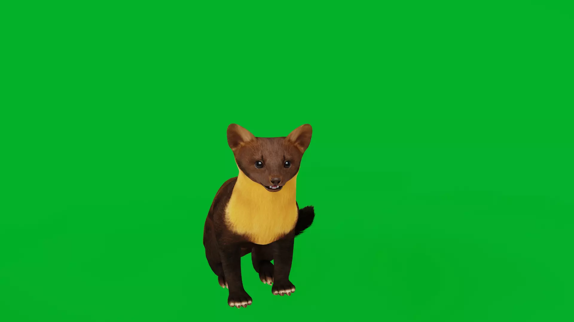 European Pine Marten Low-poly 3D model_7