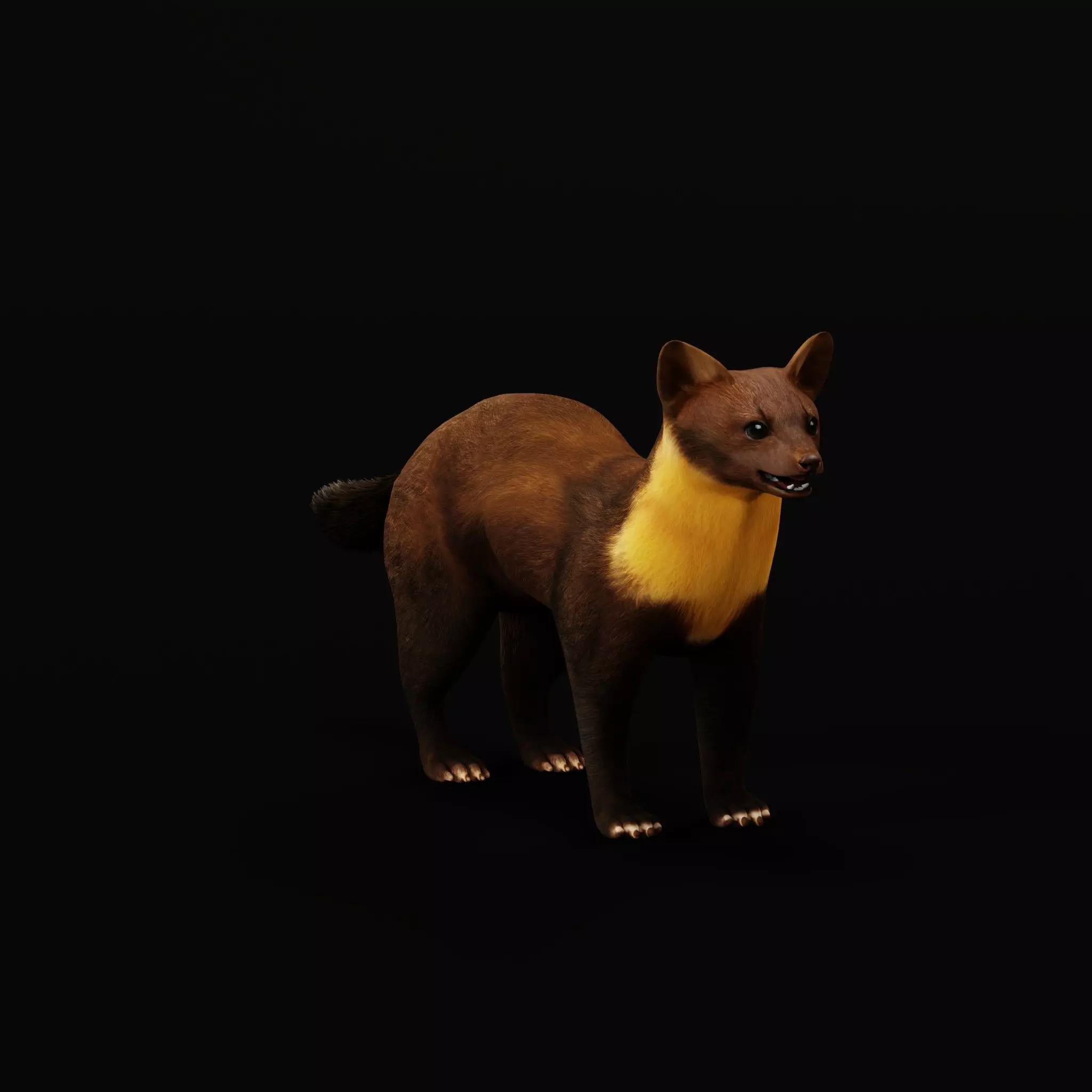 European Pine Marten Low-poly 3D model_8