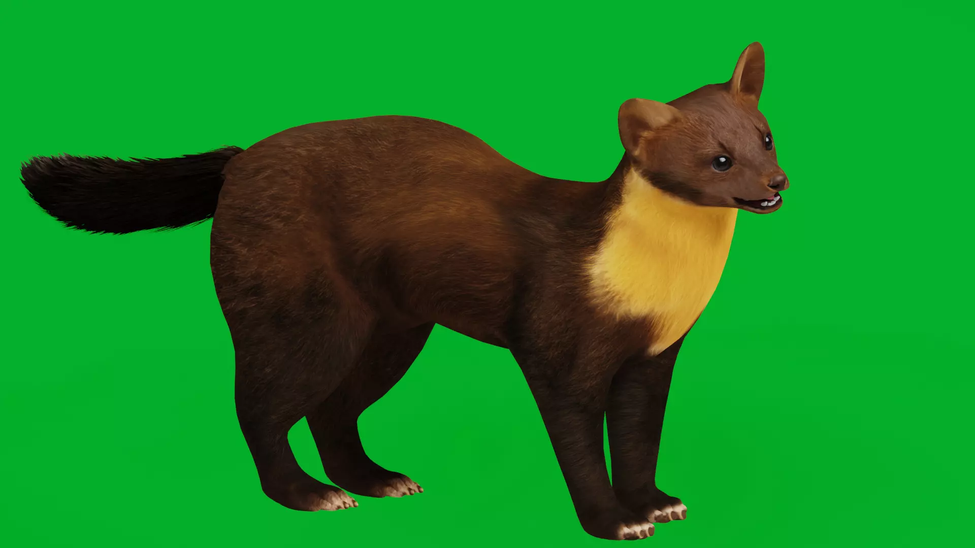 European Pine Marten Low-poly 3D model_4