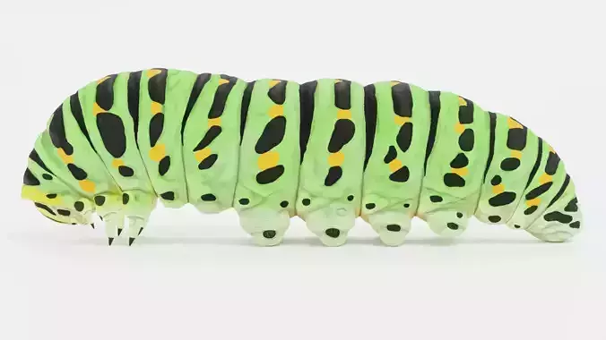 -Old World Swallowtail Caterpillar - Papilio Machaon-
