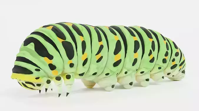 -Old World Swallowtail Caterpillar - Papilio Machaon-