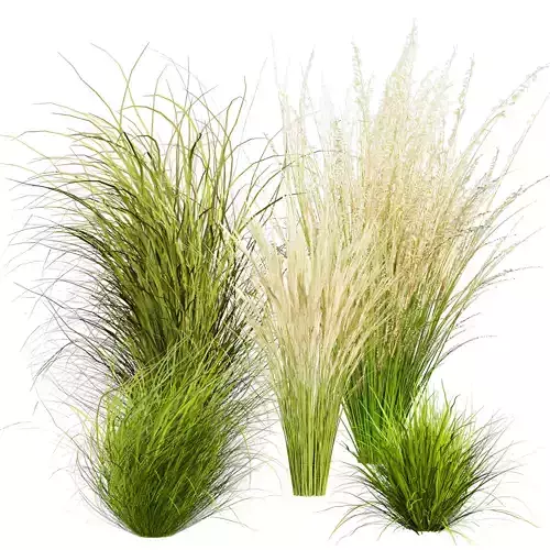 plant vol 699 - grass - Switchgrass - Northwind - outdoor