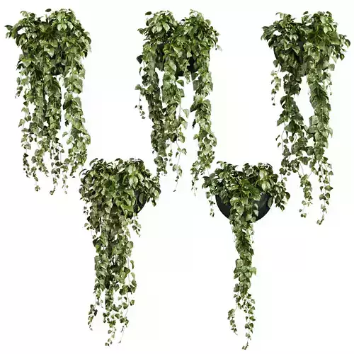 Collection plant vol 700 - Hanging - Pothos - Araceae