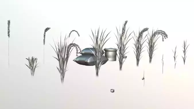 Rice Farm Growth Stages  LOD 3D Bundle Low-poly 3D model 7