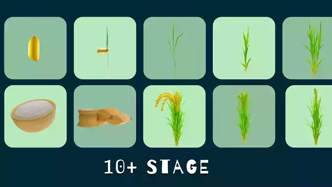 Rice Farm Growth Stages  LOD 3D Bundle Low-poly 3D model 3