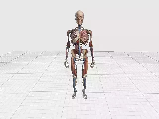 Ultra Realistic 3D Medical Anatomy Model