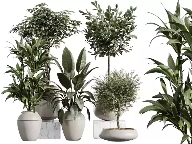 AV Indoor Plants Set 409 Olive Ficus Schefflera Lemon