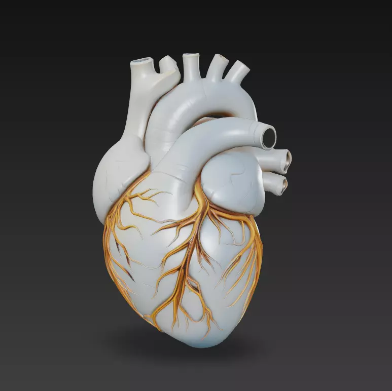 Realistic Anatomical Heart - Medical Organ 3D Model 3D print model