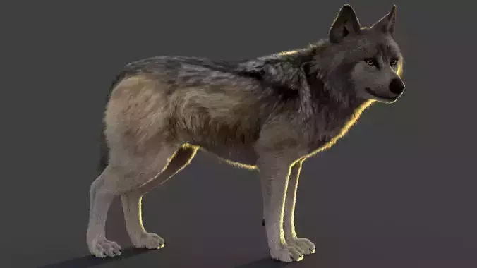 Wolf Xgen Rigged