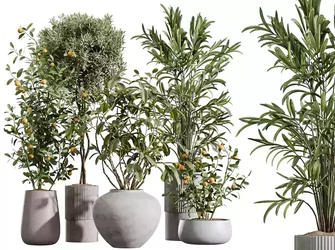 AV Indoor Plants Set 410 Orange Palm Ficus Marginata Olive