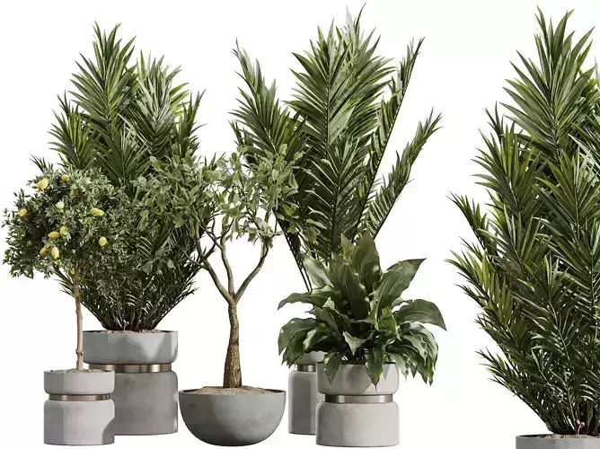 AV Indoor Plants Set 411 Spathiphyllum Lily Palm Ficus Lemon