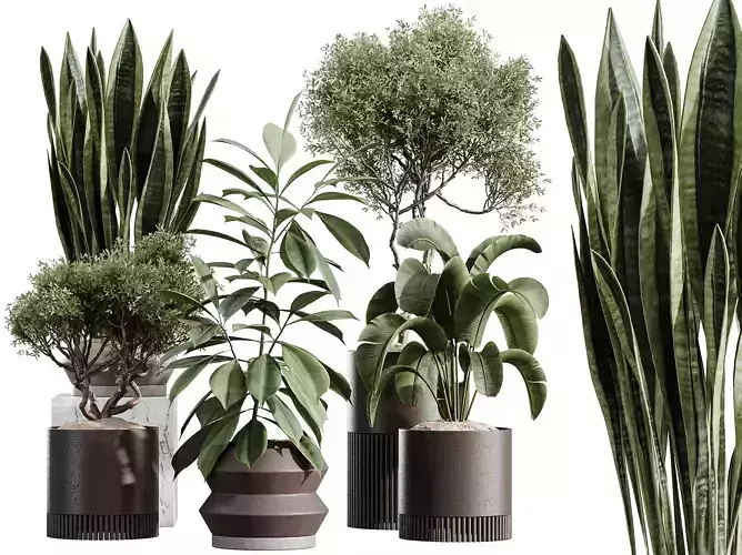 AV Indoor Plants Set 412 Banana Olive Ficus Fig Sansevieria