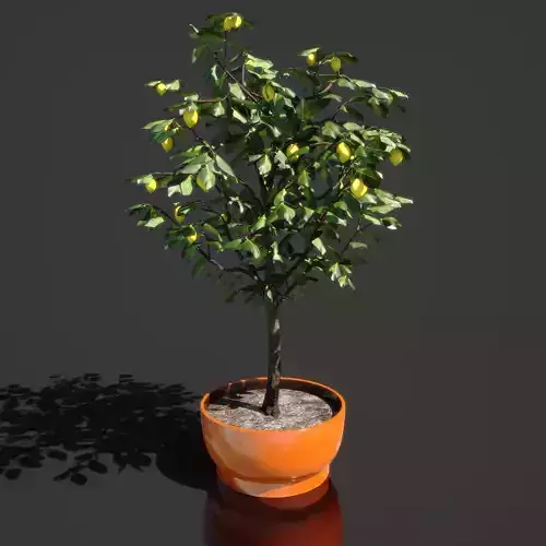 Lemon Tree Young