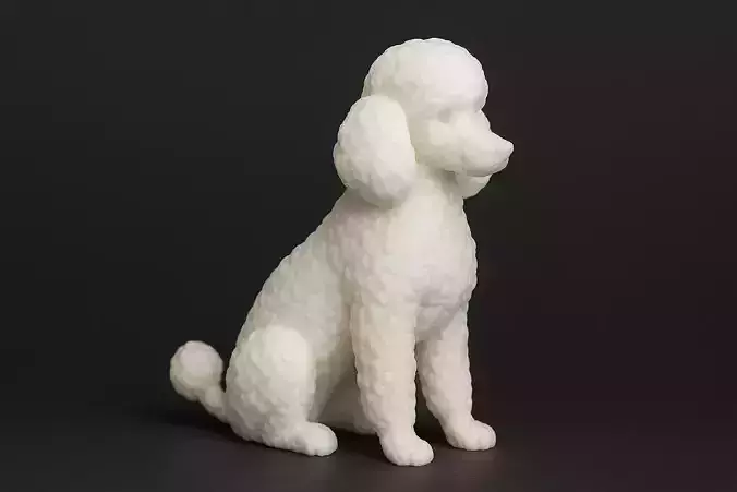 Sitting Poodle Dog