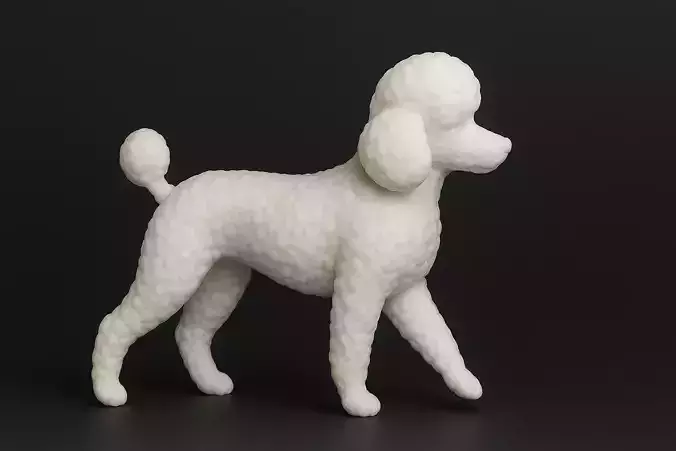 Walking Poodle Dog