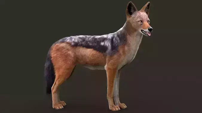 Black Backed Jackal Xgen