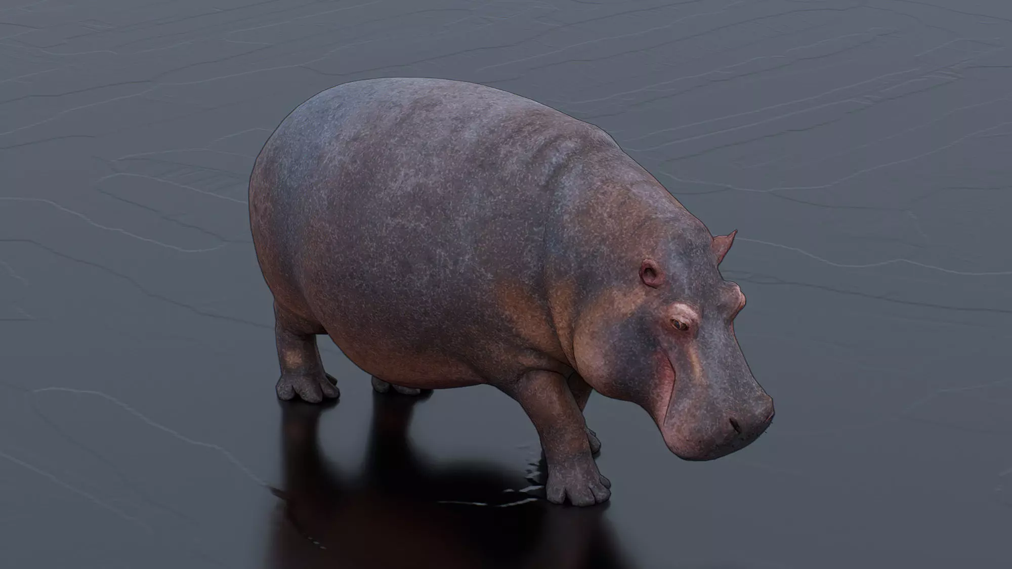 Hippo Low-poly 3D model