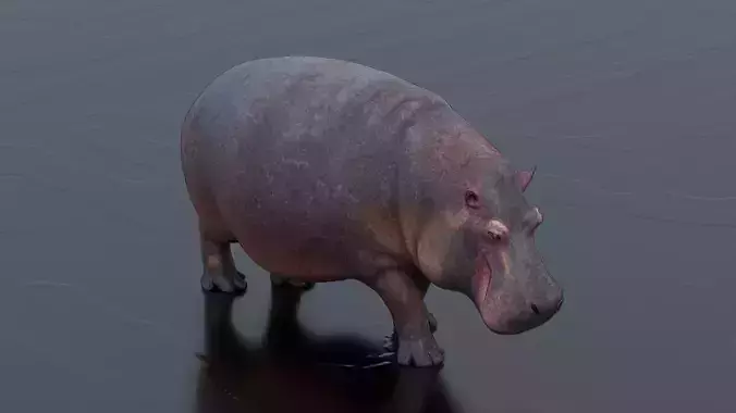Hippo