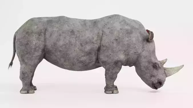 -White Rhinoceros-