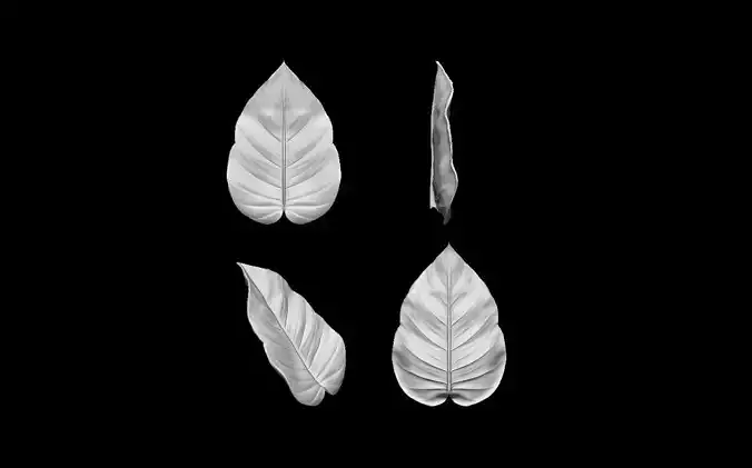 Leaves