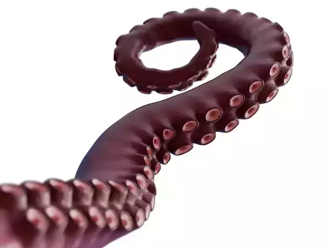 Tentacle Kraken Octopus Rigged