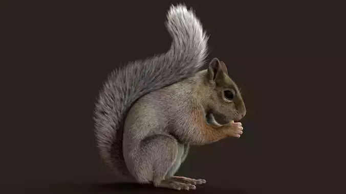 Brown Squirrel Xgen