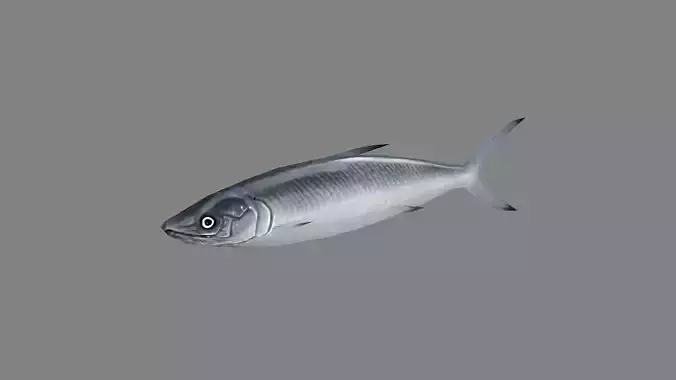 Cartoon Pacific saury