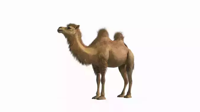 Desert mammal camel