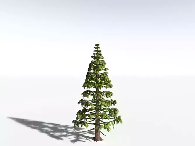 EVERYPlant Walchia Piniformis LowPoly