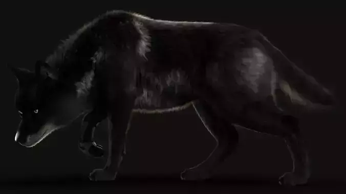 Black Timber Wolf Xgen