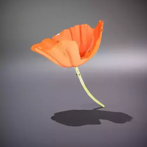 Vibrant Orange Poppy model pack