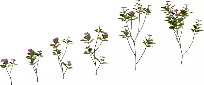 Stylized Flowering Plant Growth Pack