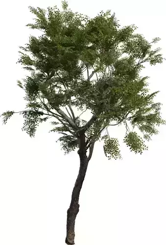 Realistic High-Poly Tree Model