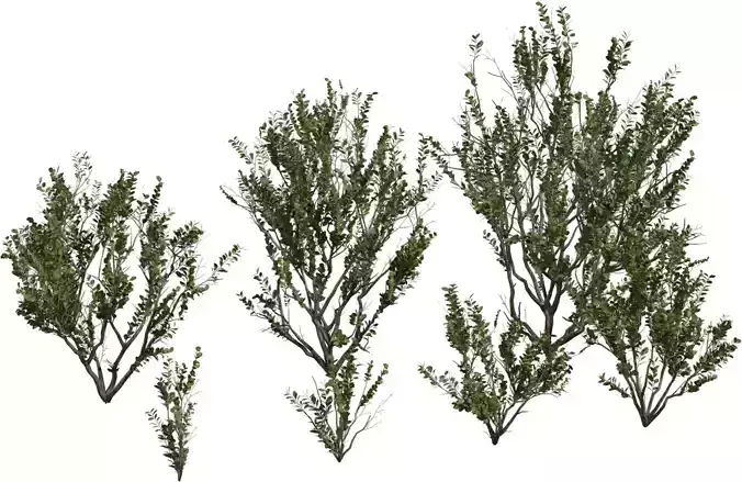 Realistic Shrub   Bush Growth Pack