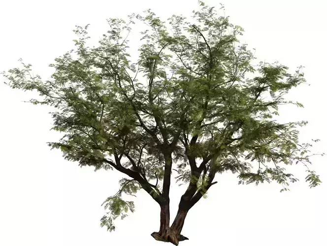 Realistic Multi Stem Tree Model