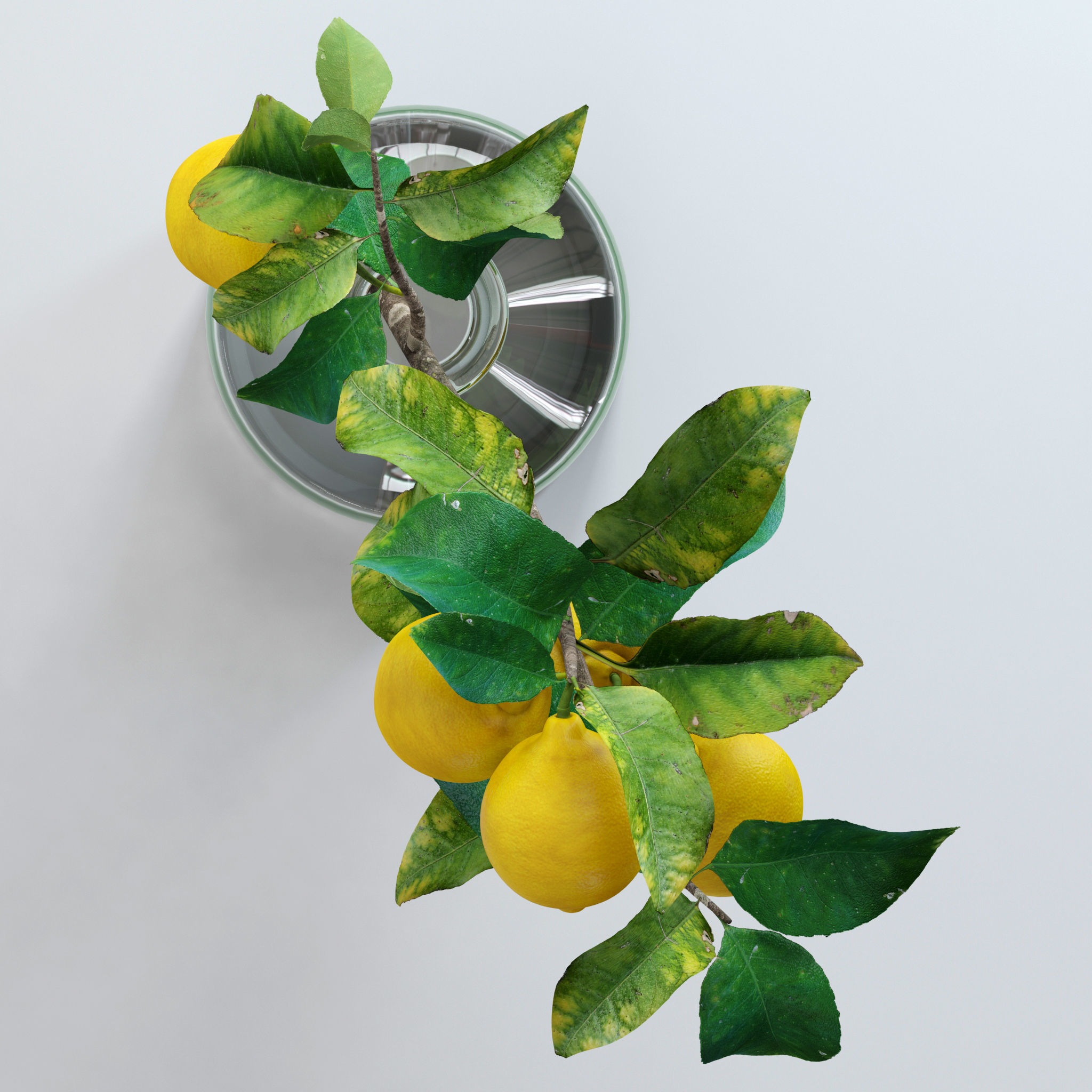 Lemon branch 3D model_11