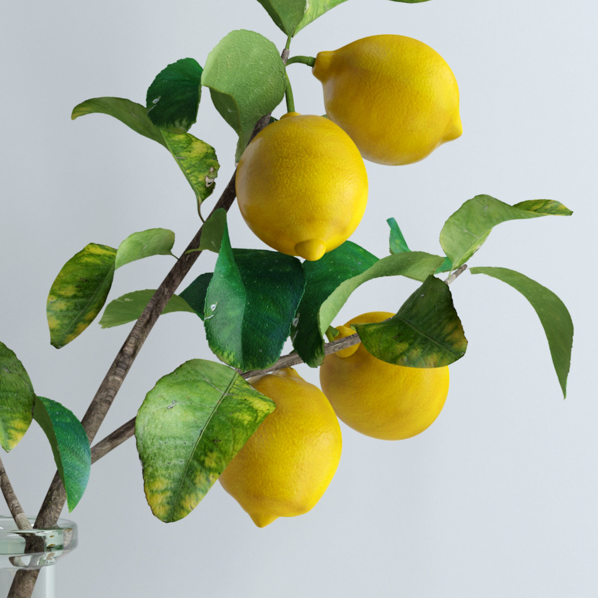 Lemon branch 3D model_7