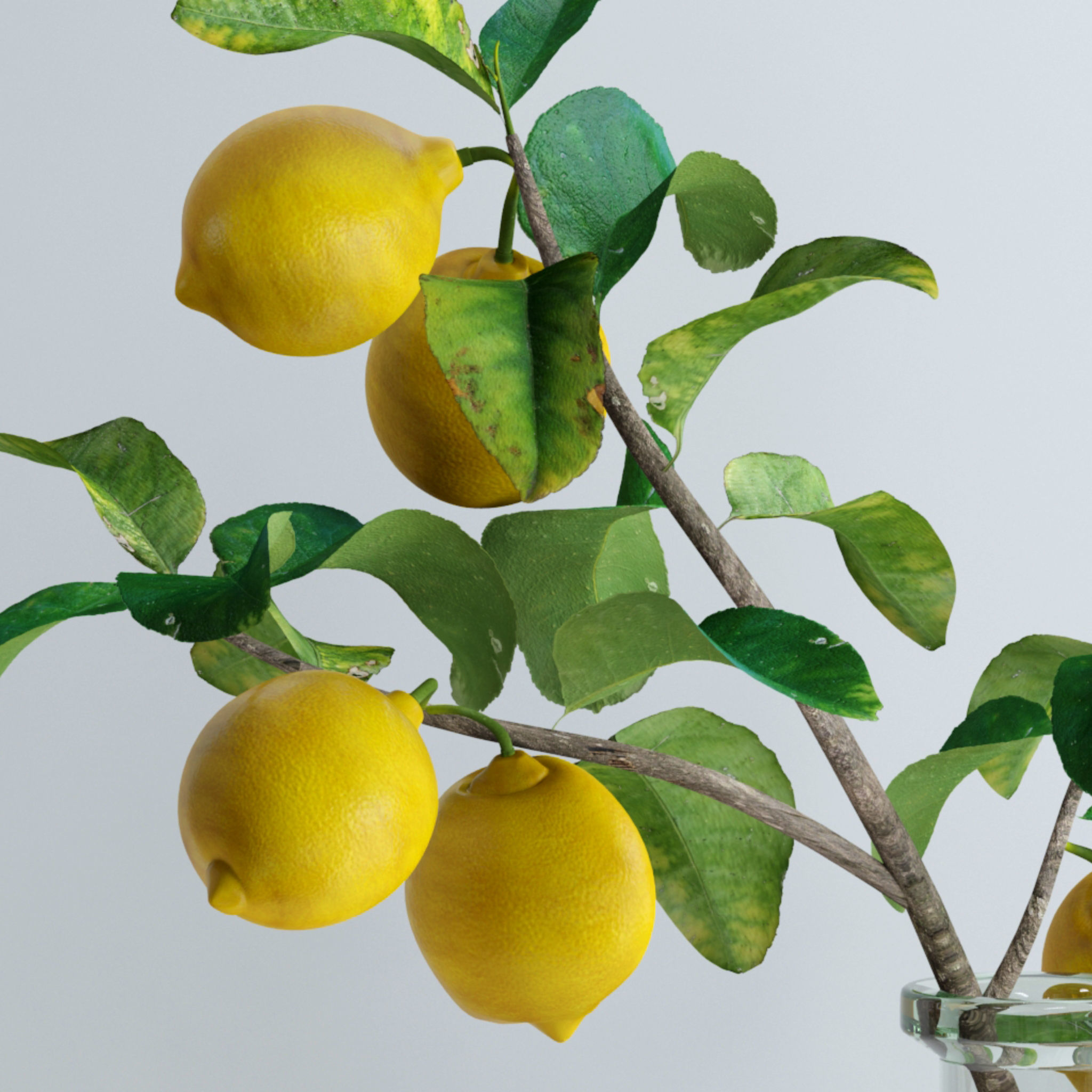Lemon branch 3D model_8