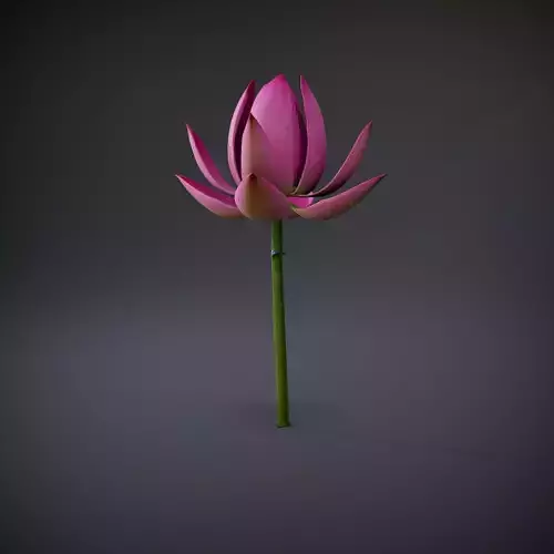 Pink Lotus Blossom model pack