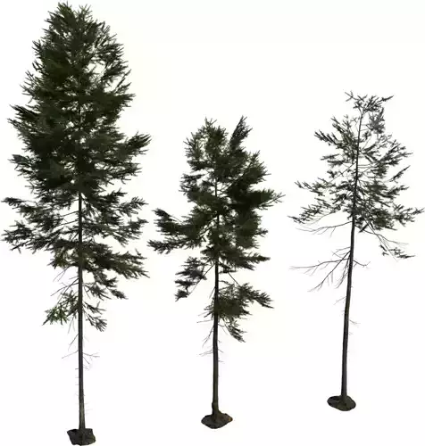 Tall Forest Pine Trees Pack