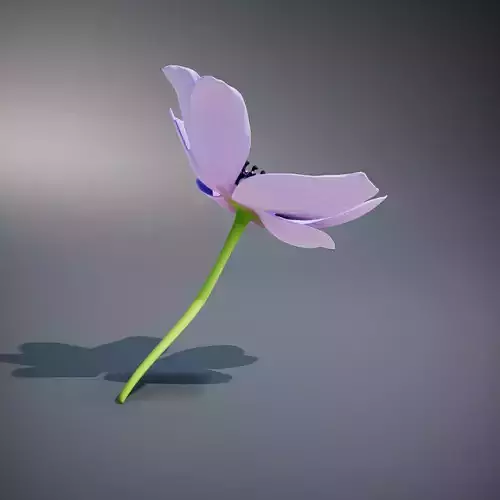 Purple Anemone Bloom model pack