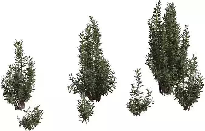 Photoreal Evergreen Shrub Pack