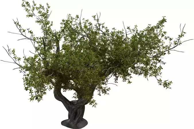 Twisted Ancient Tree