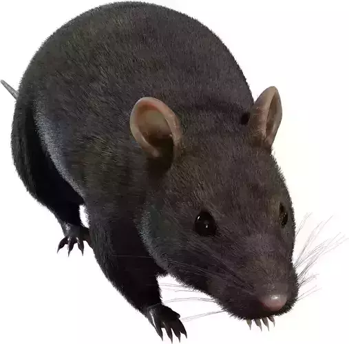 Realistic Rat Character 