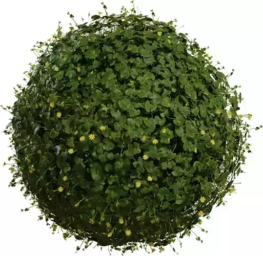 Creeping Yellow Groundcover Pack 