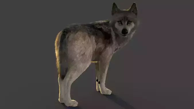 Wolf Xgen