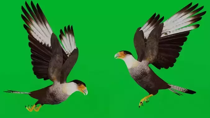 Caracara Falcon Bird