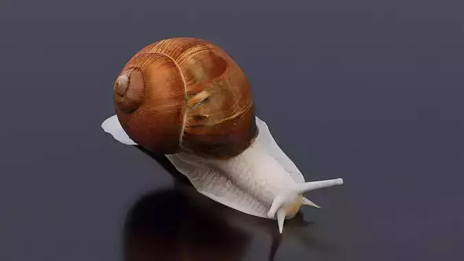 Snail