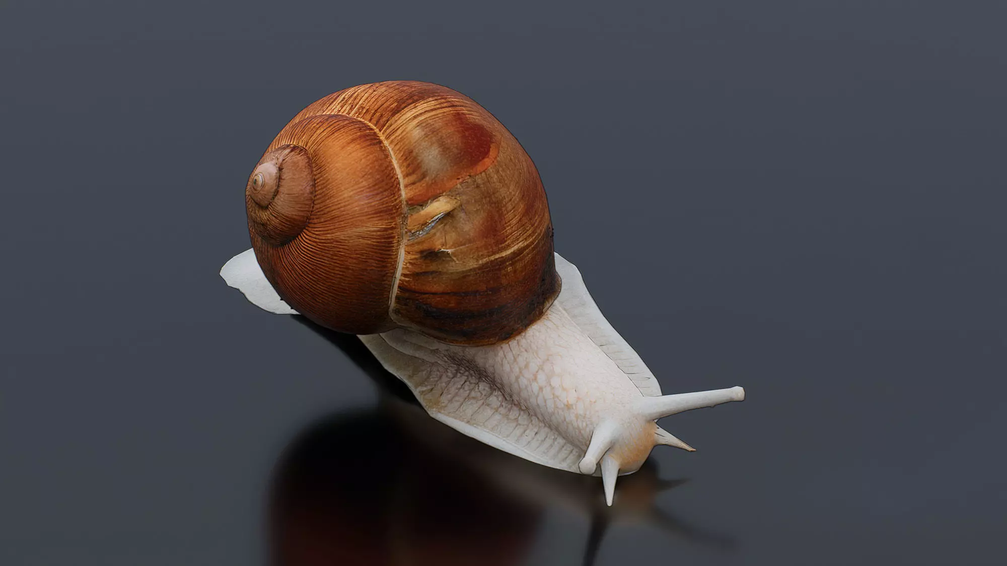 Snail Low-poly 3D model